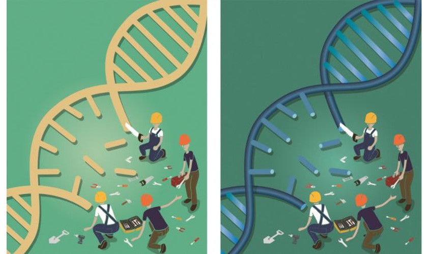 DNA REPAIR ENZYME SHOWS PROMISE IN REVERSING SIGNS OF AGING.